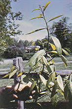 
A sapling needs a good start.
